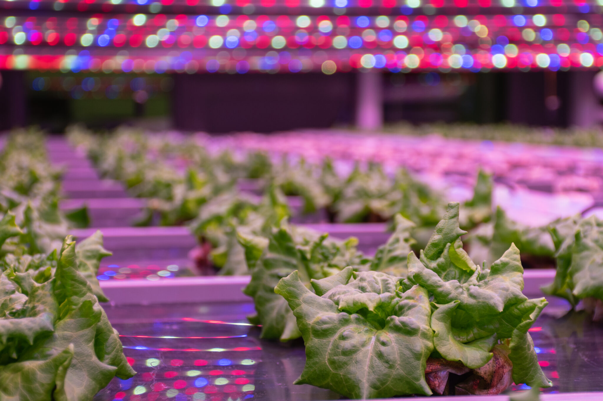 vertical-farming-the-only-way-is-up-horticell